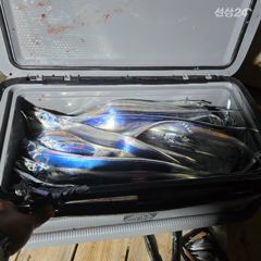 통영권 내만갈치 퍽퍽합니다.