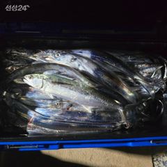 [고성] 통영권 내만갈치 퍽퍽합니다.