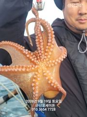19일 주간문어 제대로 나오고 있어요~지금 철수해도 될듯~~덩치급 문어들~실시간~ 군산낚시프라자 포세이돈호