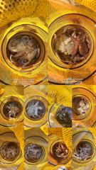 [통영] (실시간)원도권 문어 폭격~가을시즌 중치급 피딩~고고피싱(20일…