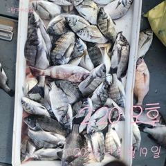 [고성] 19일 감성돔 흘림 조황입니다.