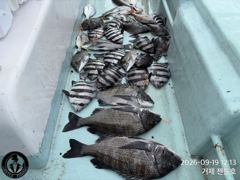 [거제] (어초여밭)감성돔 45 44 41 덩치들 외 4대돔 HIT~젠틀…