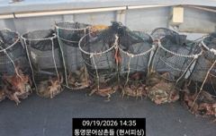 (문어)얕은 여밭 피딩 뽑고 또 뽑고 이만큼~현서피싱(20일 예약)