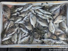 [거제] (감성돔)4짜외3짜 전후 50수~손맛 제대로~야호(야간 팁런 예…