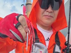 여수돌문어 사진