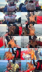 <볼보호> 문어 종일 마무리 조황(19일)-군산 문어가 무럭무럭 자라고 있습니다~!