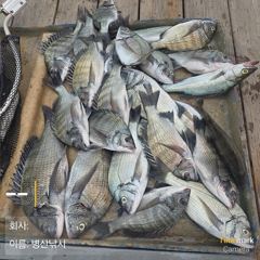 병산 감성돔44,35,3짜외 마리수선상배 &선외기 흘림조황~~ 사진