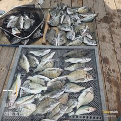 [고성] 병산 감성돔44,35,3짜외 마리수 선상및 선외기 흘림조황~… 사진