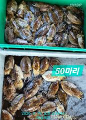[통영 선외기 태성레저]갑이50마리/무늬22마리/문어17/16마리외 감성돔 흘림.카고/생활낚시조황