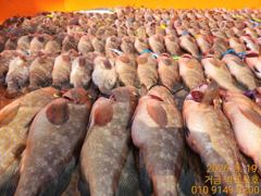 고흥거금박프로호 붉바리외수질 전문선사 조황입니다