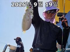 26년 9월 18일!! 인천 썬스타호!! 쭈꾸미 대첩 19일차 조황입니다~^.^