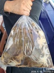 [사천] 19일 쭈꾸미 조항입니다 ~21일 월욜(출항확정) 예약가능 합니…