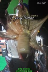 [사천] 19일 야간 문어 실시간 조황 (선수 모집)