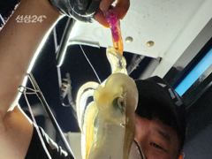 [고성] 무늬팁런 바람 파도속 몬스터와 마릿수