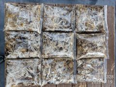 [사천] 삼천포 아수라피싱 주꾸미 조황