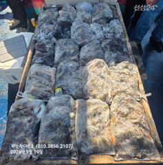[격포] 9월19일 부안 한아름호 쭈꾸미(갑오징어 이벤트) 사진