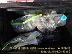 쭈갑 조황 입니다.