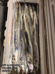 [[제주 뉴그린호(2호) 9월 19일 야간갈치 조황]] 사진