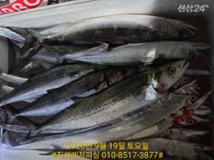 내만칼치ㅡ 던지면 1타1피 쭉쭉 올라오고 손맛굿(토.일.예약가능