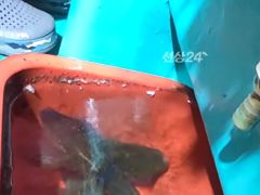 [거제] [거제블루]팁런 무늬오징어 번출 조황입니다 오늘도 번출 예약가… 사진