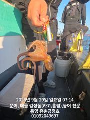 [통영] 통영 금정호 오전문어 마릿수 좋게 시작합니다 내일오전 자리있습니…