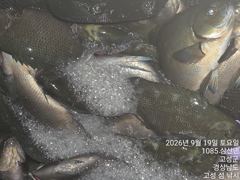 09.20 [고성] 욕지군도] 벵에돔 정출 퍼담고 감성돔 터지고 조황은 이어집니다