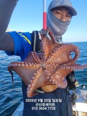 20일 주간문어~연일 대박 오늘도 잘 나오고 있어요~~~덩치급 문어들~실시간~ 군산낚시프라자 포세이돈호
