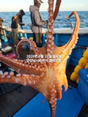 20일 주간문어~덩치급 문어들~연일 대박, 오늘도 잘 나오고 있…