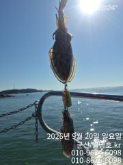 20일 월명호 쭈꾸미 오전반 실시간