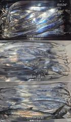 "내만갈치"마릿수 엄청납니다.밤새 퍼담고~오늘도 퍼담으러갑니다(예약가능)