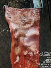 돌문어가막막깨뭅니다