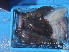 49분전 [마산] 무늬팁런 세자리 마릿수조황 오늘 출항확정 예약받습니다