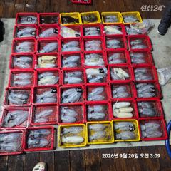 [통영] 레코드호9/19 팁런무늬오징어 세자리수 넘기고 왔어요