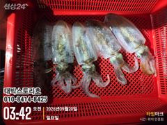 [통영] 무늬오징어~ 야간팁런, 바람과너울에도 이민큼~ 오늘자리여유