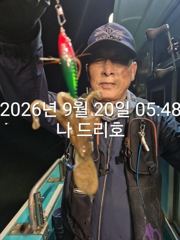 군산쭈꾸미, 갑오징어와 함께 나오고 있어요~실시간~군산낚시프라자 나드리호