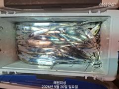 내만갈치 20일새벽 3지~3지반 많이잡았습니다 예약가능합니다 사진