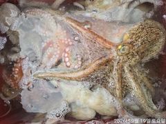 돌문어주,야간바글바글개인두자리마리수굿~굿