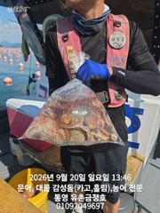 통영 금정호 문어선상 마릿수 손맛!!조황 내일오전 자리여유있습니다