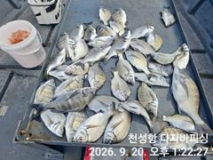 [부산] 다자바피싱 선상카고 감성돔 30/25 마리수 조황입니다 사진