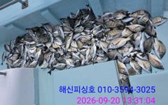 [고성] 해신피싱호 감성돔 3짜 250수 이상 조황입니다.