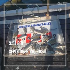 해양레저 흘림 감성돔 마리수 조황