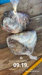 [사천] 삼천포 산분령 유료낚시터 9/19 조황입니다!! 사진