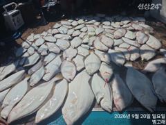 9월20일,"대광어"출조만 하면 끝~2주넘게 연일 대박~!! 갑…