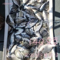 [고성] 20일 감성돔 흘림 조황입니다. 사진
