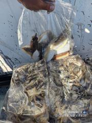 (보령)원산도해신호 9월20일 쭈꾸미느나느나 사진