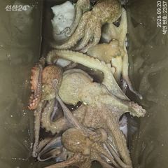 [진해] 19일 계속해서 대~박치고 잡고온 야간~돌문어 마리수 잡으러 출…