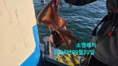 [통영] 추석 문어 잡으러 갑니다