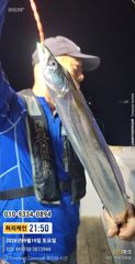 [진해] 내만갈치 씨알 끝내줍니다 갈치회 맛 끝장입니다..내일예약가능합니…
