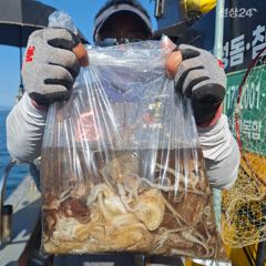 ※※※※쭈꾸미(일)소식※※※※