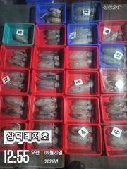 [팁런] 악조건,속에서도 마리수,(일요일,소수인원,출항확정) 사진